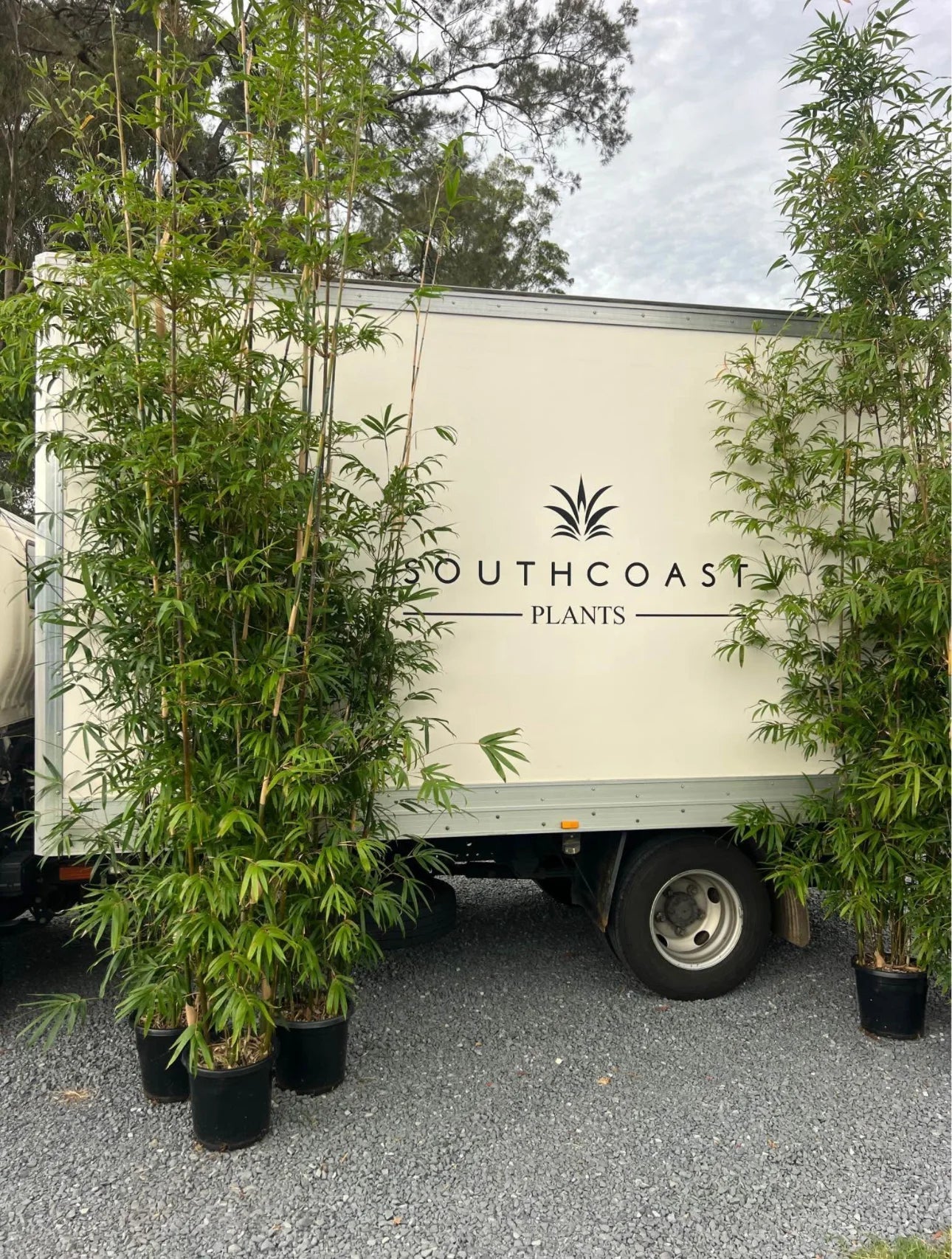 CARING FOR SLENDER WEAVER BAMBOO