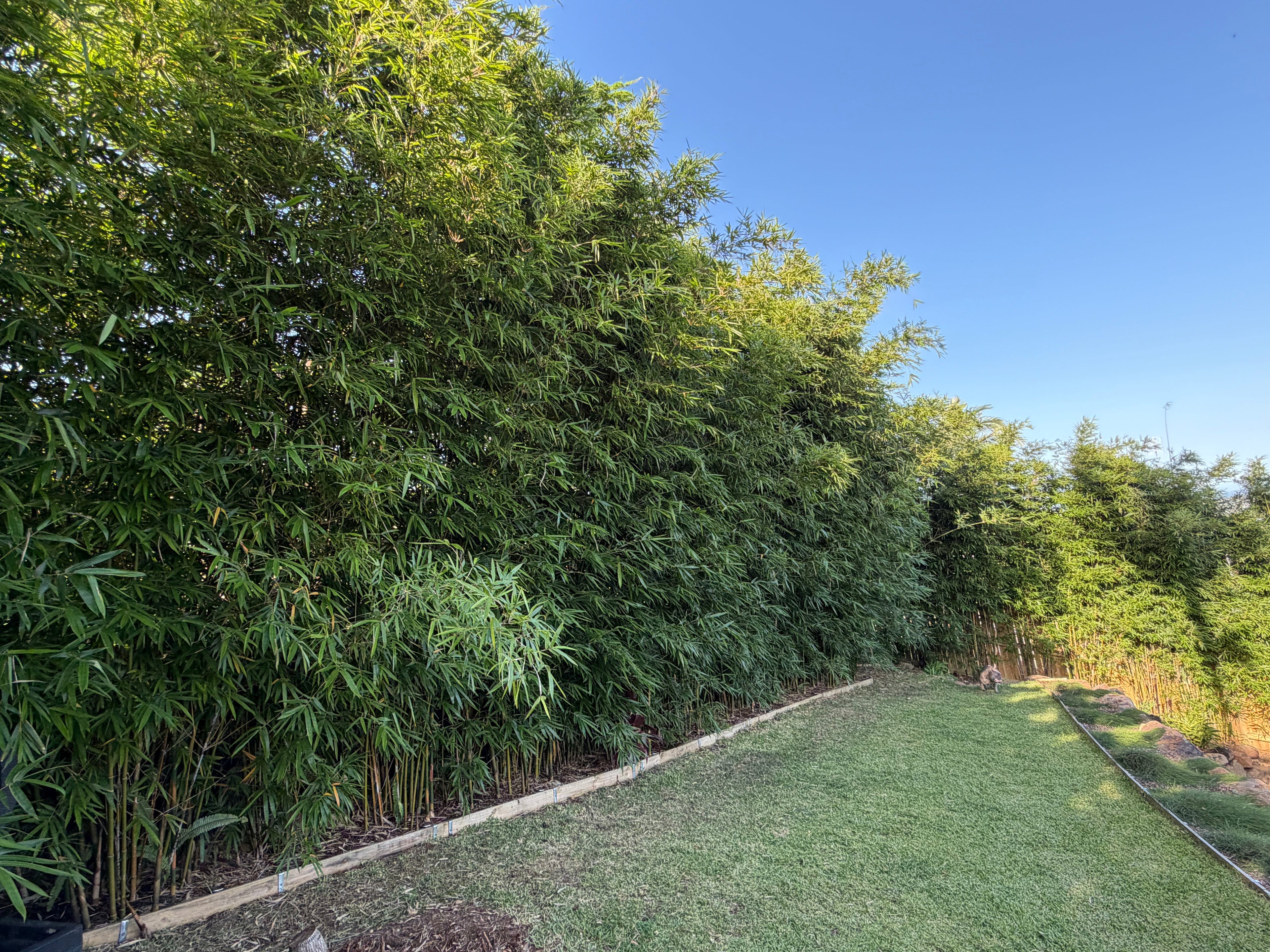 Slender Weavers Bamboo (Gracilis) – Fast Growing Screening Bamboo