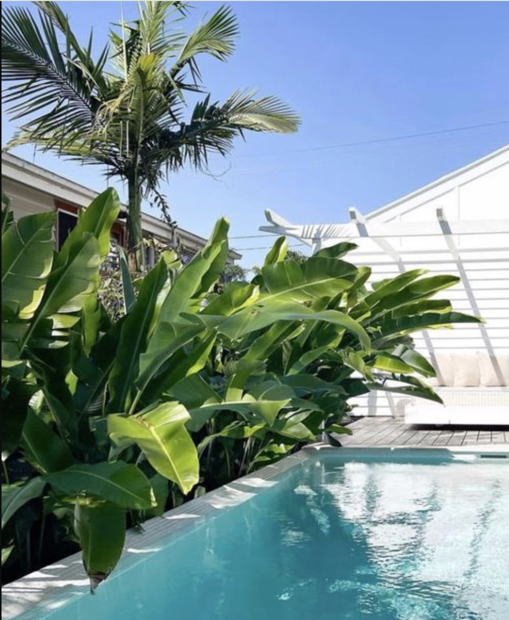 Heliconia Plants for Sale in Australia – Tropical Screening Plants