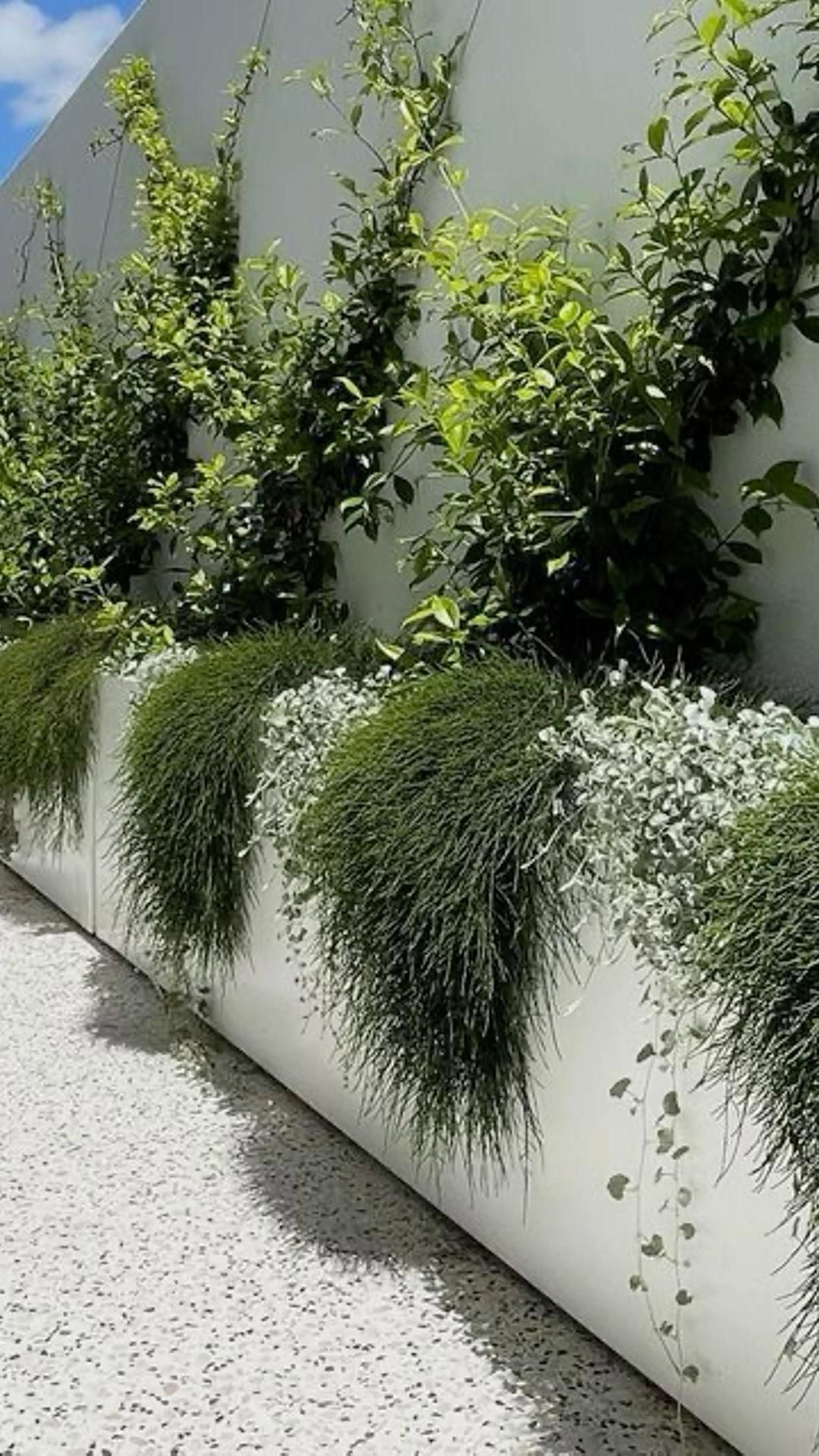 Ground Covers and Climbers