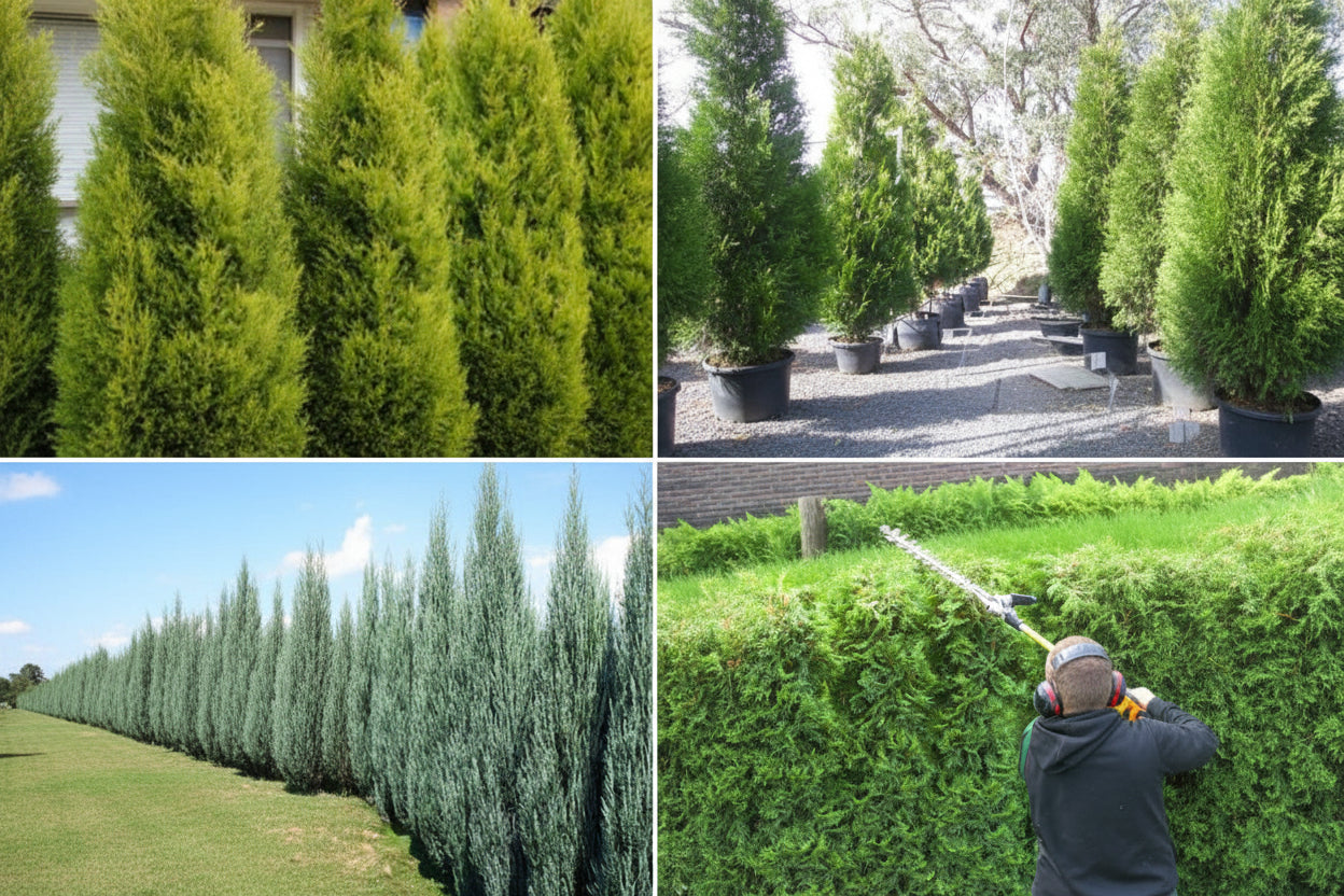 Screening Plants for Privacy in Australia