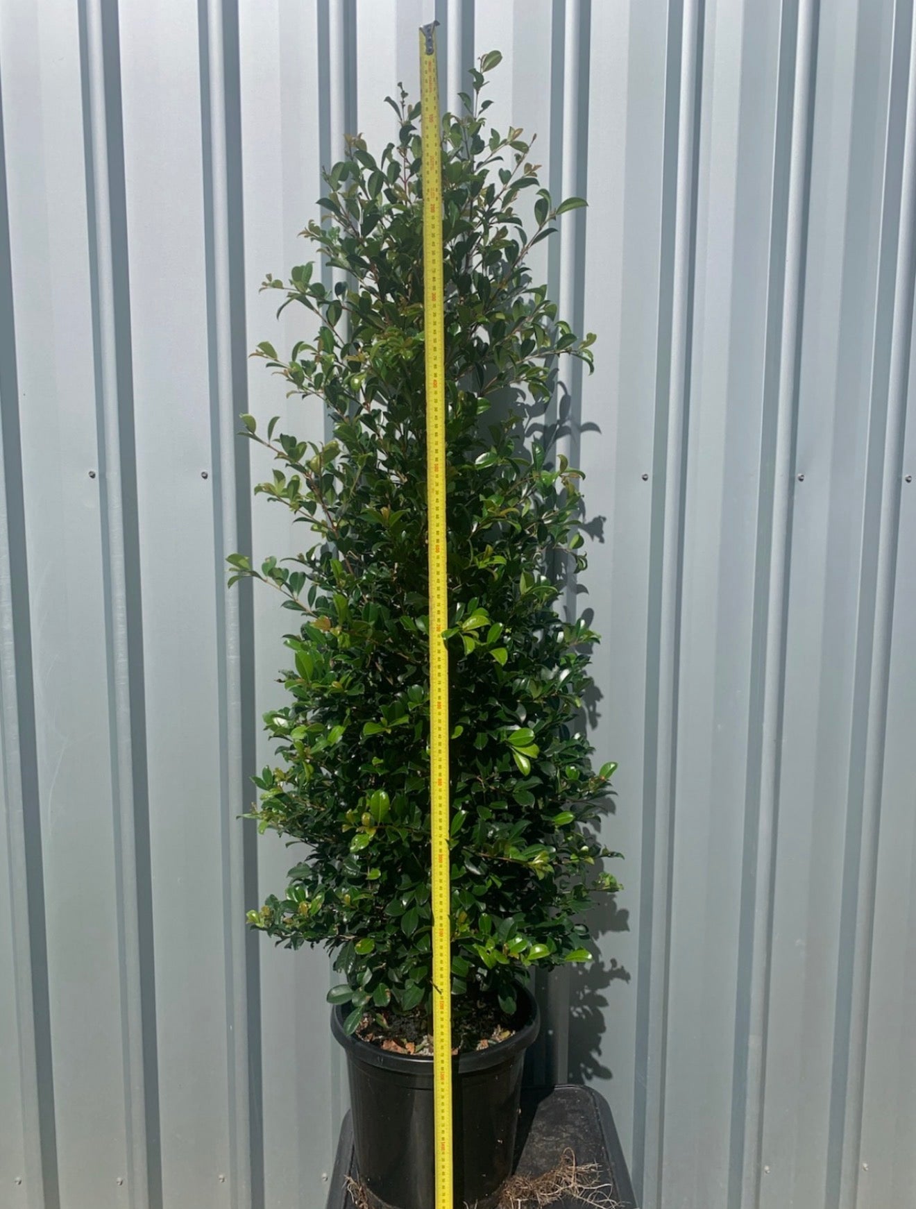 Lilly Pilly | Syzygium Australe Resilience