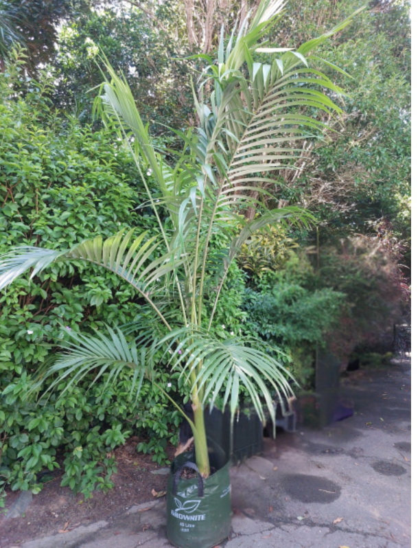 Archontophoenix Cunninghamiana | Bangalow Palm