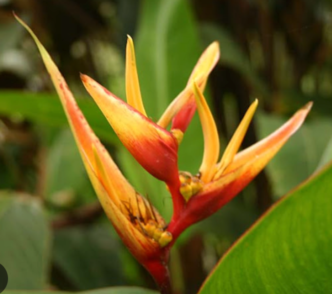 Heliconia Golden Torch Adrian