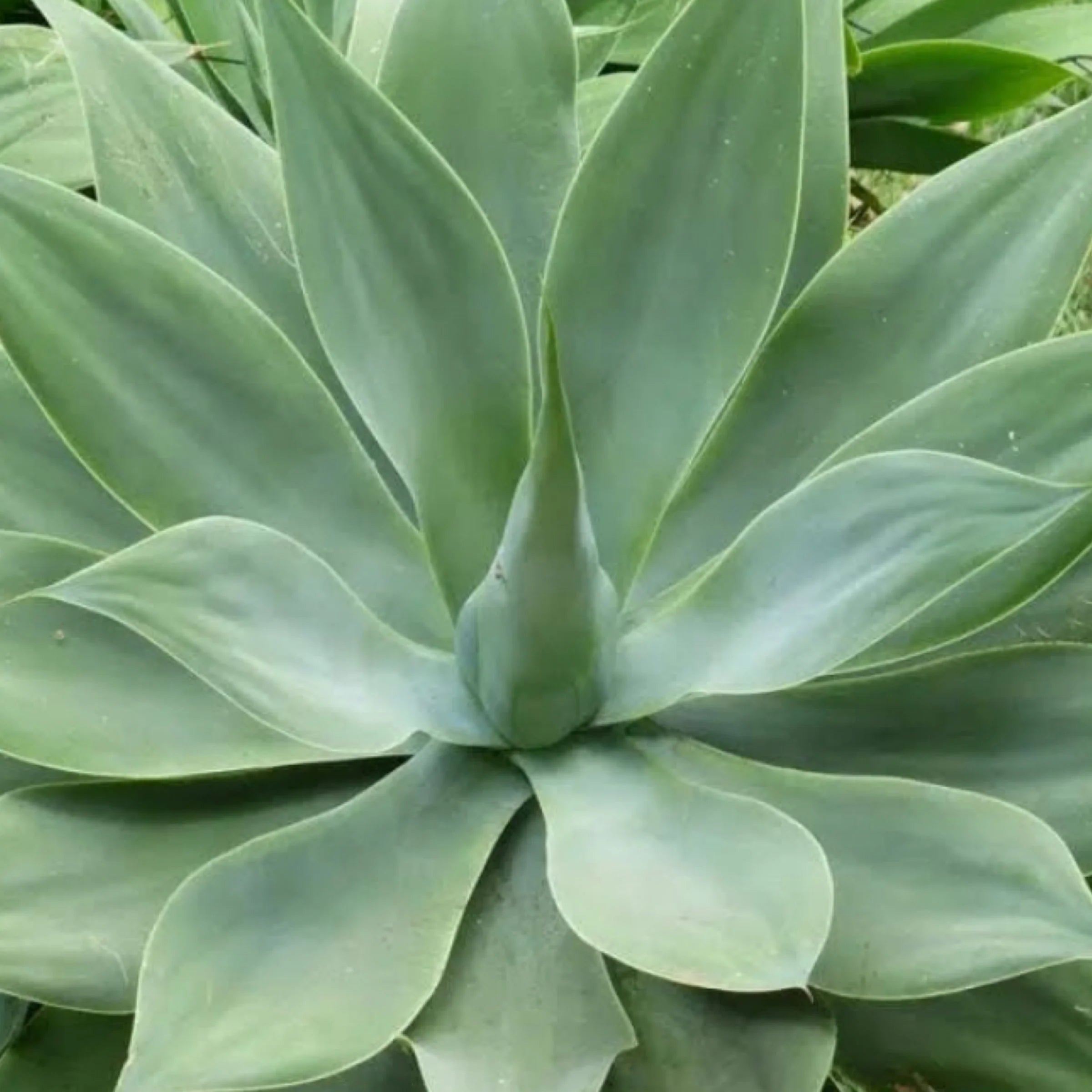 Agave attenuata | Foxtail Agave