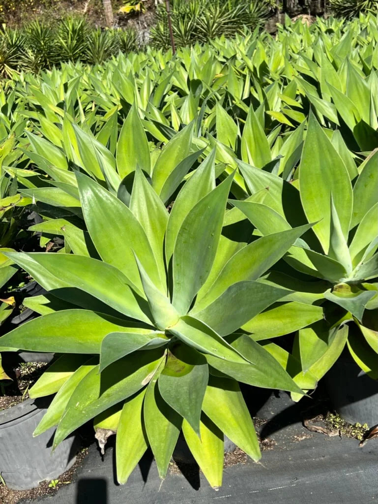Agave attenuata | Foxtail Agave