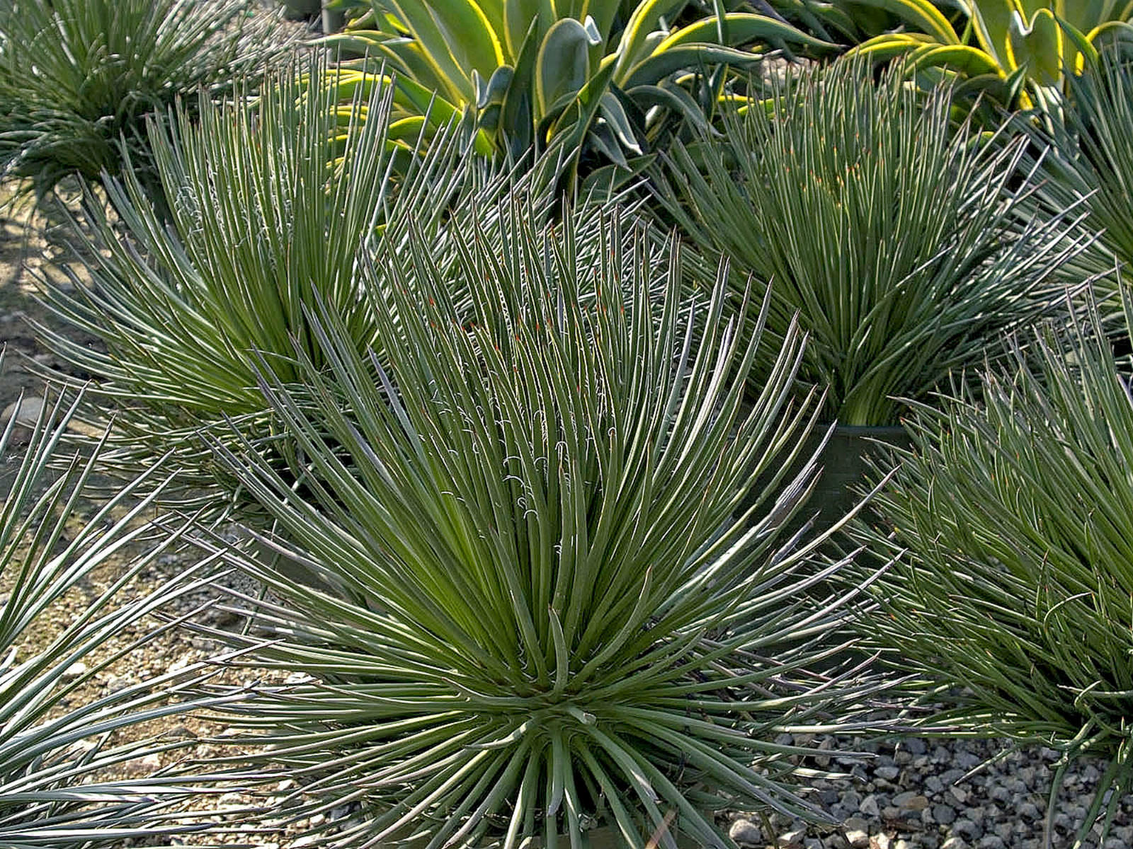 Agave Geminiflora