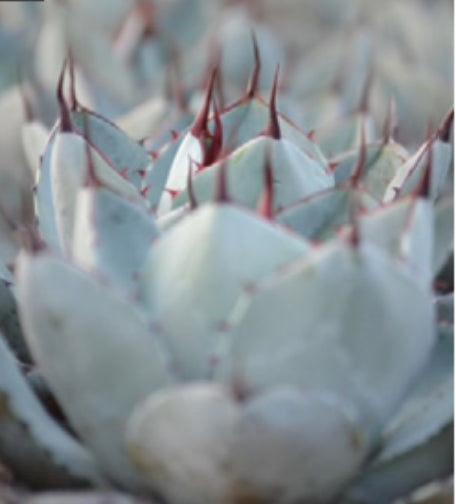 Agave parryi ‘truncata’