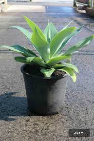 Agave attenuata | Foxtail Agave