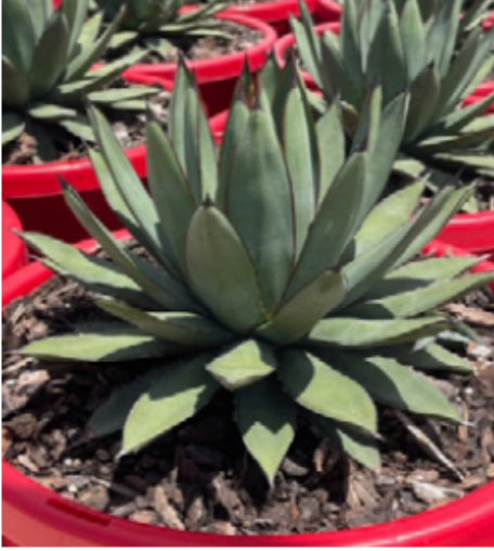 sansevieria dooneri Sansevieria Dooneri – SOUTHCOAST PLANTS