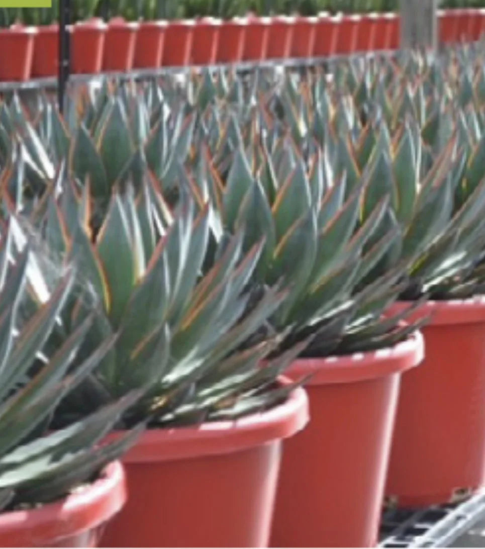 Agave "Blue Glow"