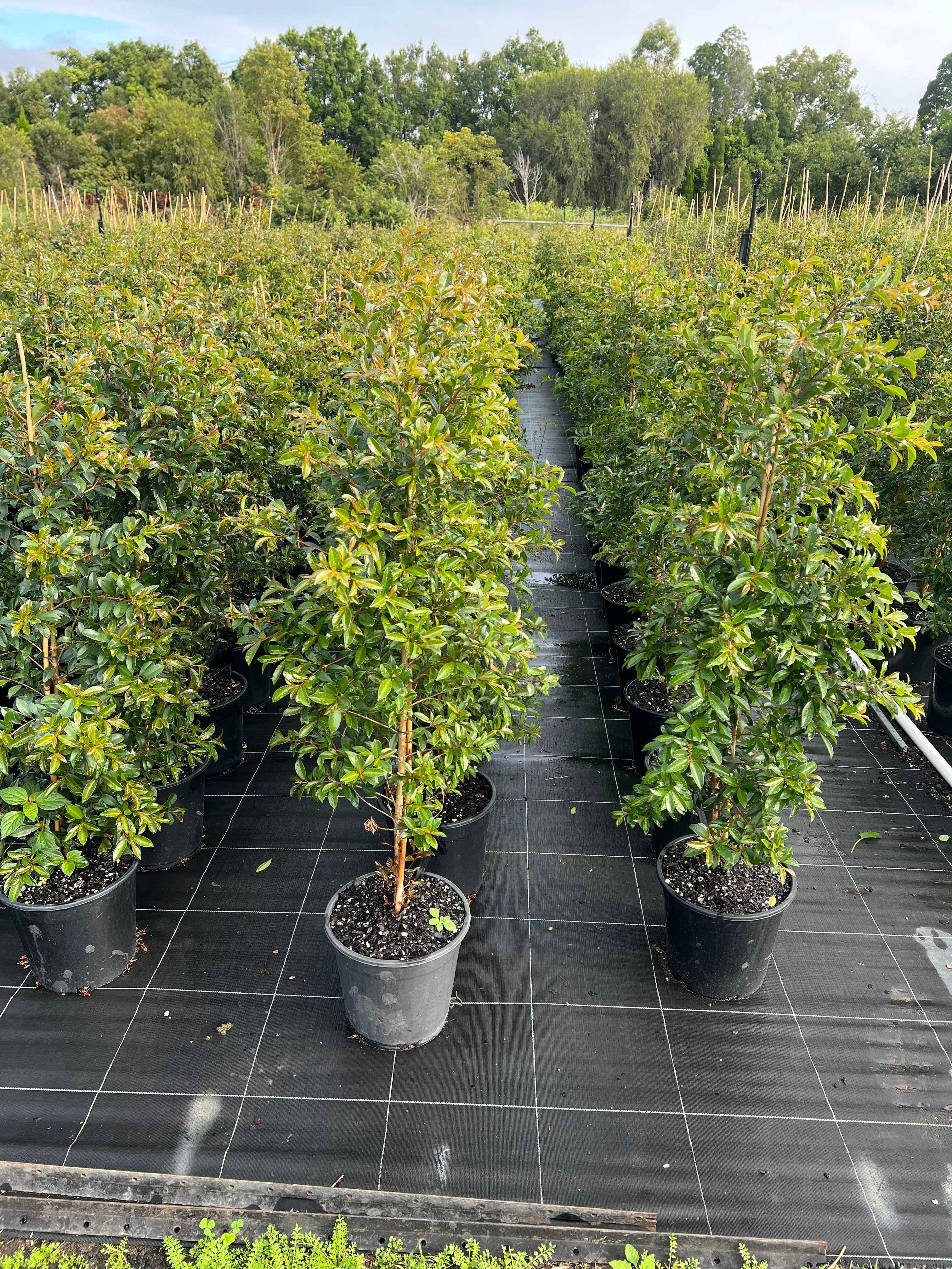 Lilly Pilly | Syzygium Australe Resilience