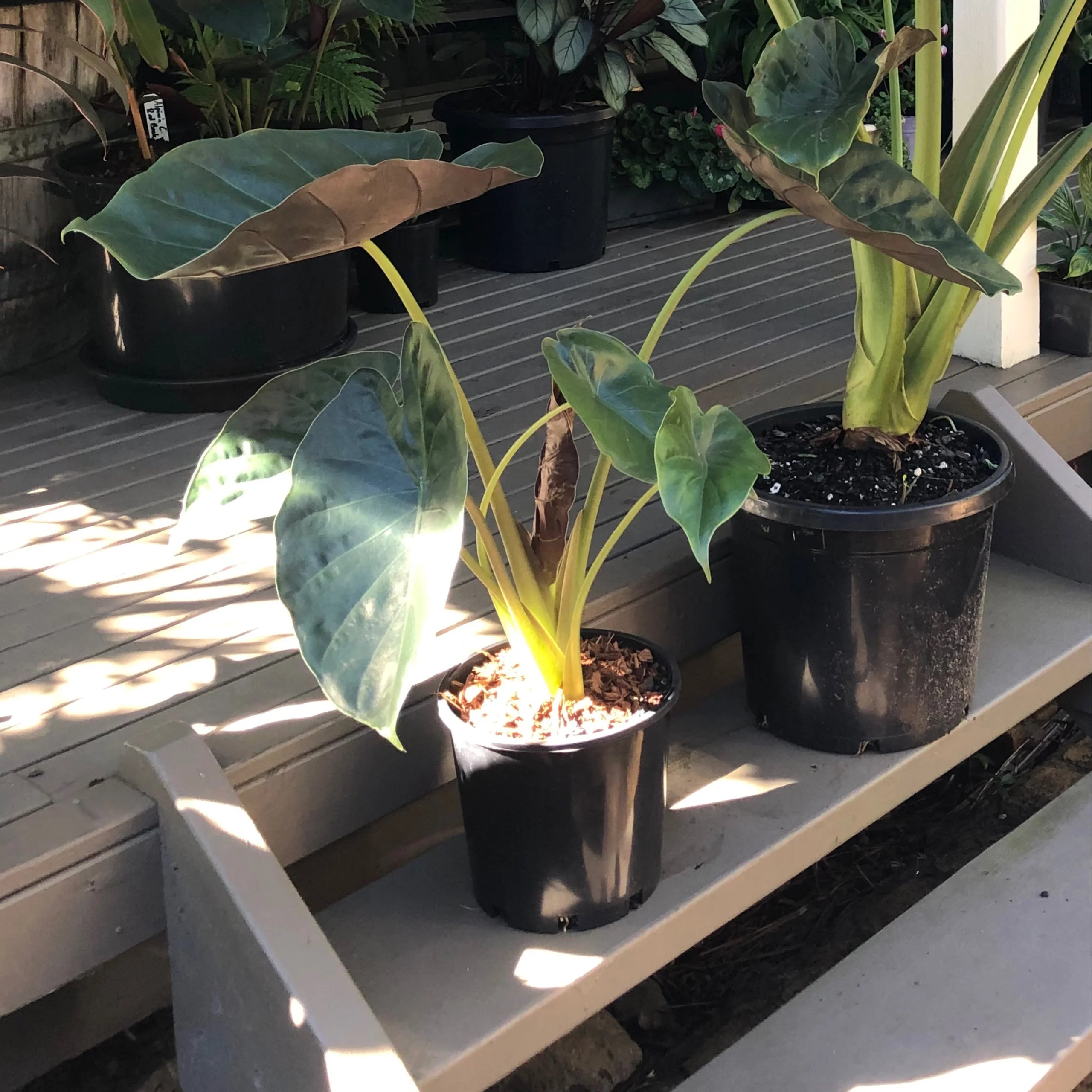 Elephant Ear | Alocasia Wentii