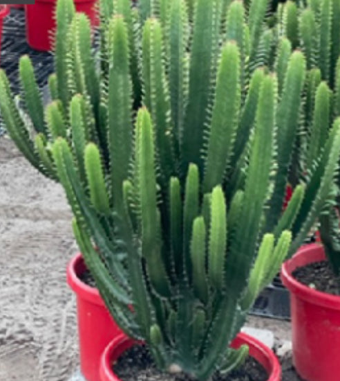 Euphorbia‘Cowboy’