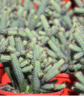 Euphorbia‘Julian’s Fingers’