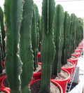 Euphorbia ingens