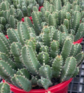 Euphorbia resinifera‘ Moroccan Mound’