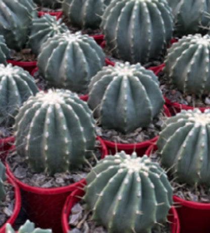 Ferocactus glaucescens var. inermis