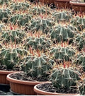 Ferocactus wislizeni