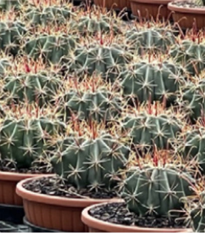 Ferocactus wislizeni