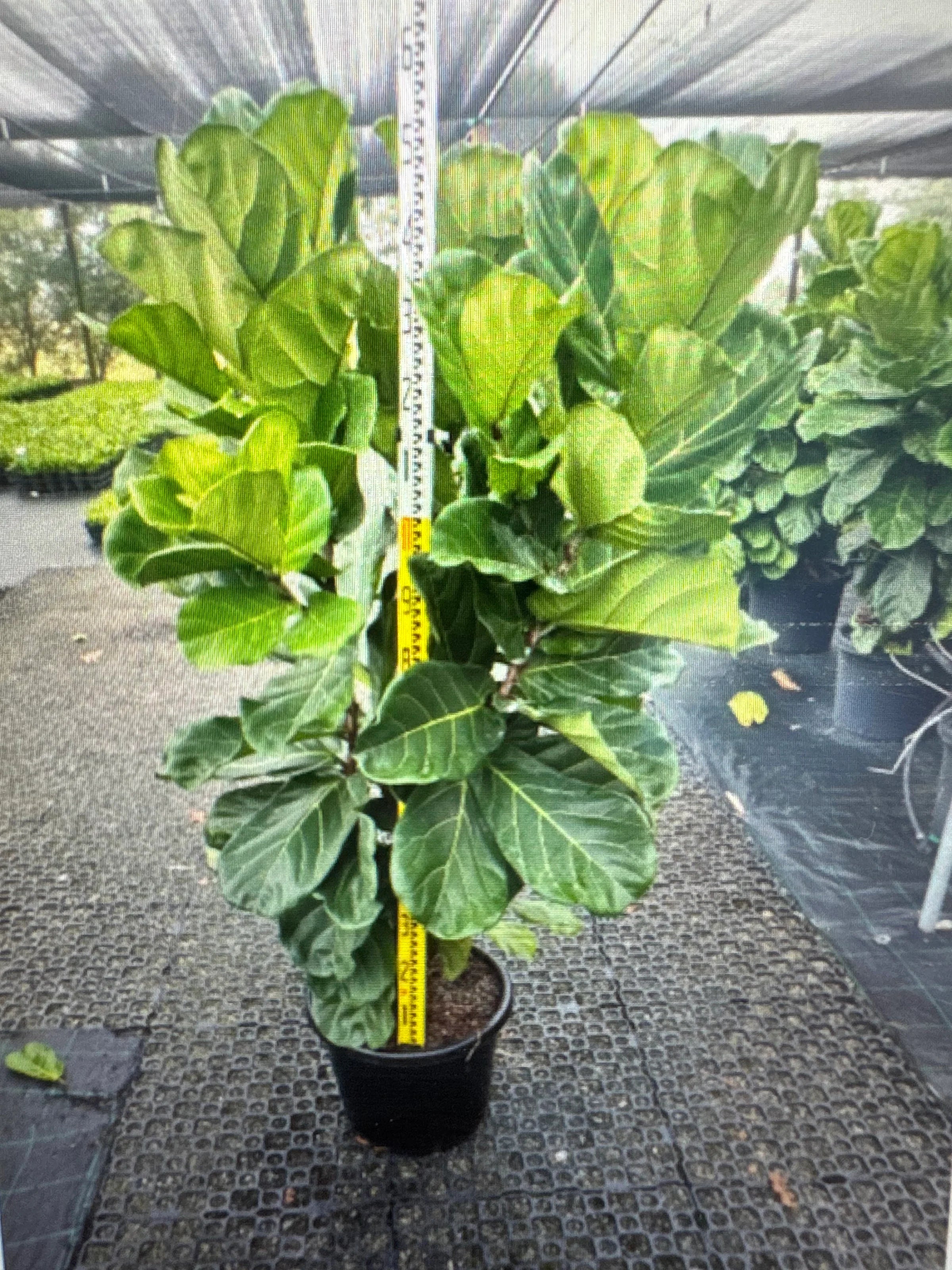 Fiddle Leaf Fig - Ficus lyrata