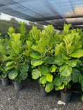 Fiddle Leaf Fig - Ficus lyrata