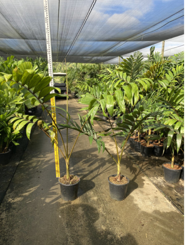 Flame Thrower  | Chambeyronia Macrocarpa