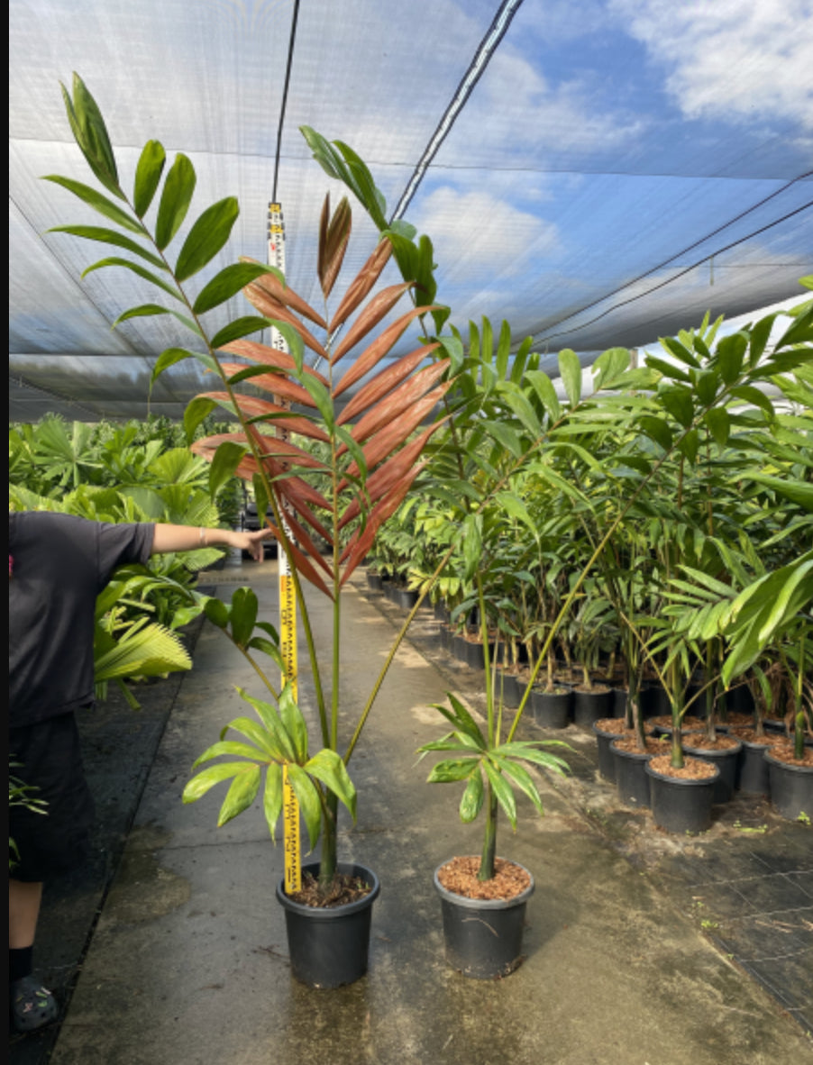 Flame Thrower  | Chambeyronia Macrocarpa