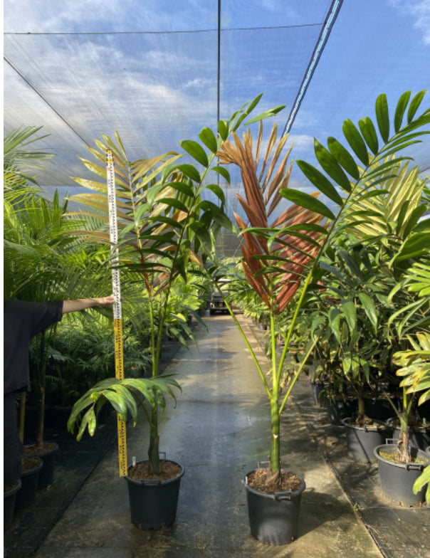 Flame Thrower  | Chambeyronia Macrocarpa