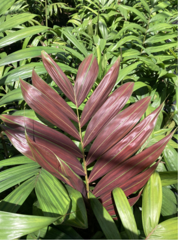 Flame Thrower  | Chambeyronia Macrocarpa