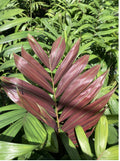 Flame Thrower  | Chambeyronia Macrocarpa