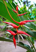 Heliconia Papsiana