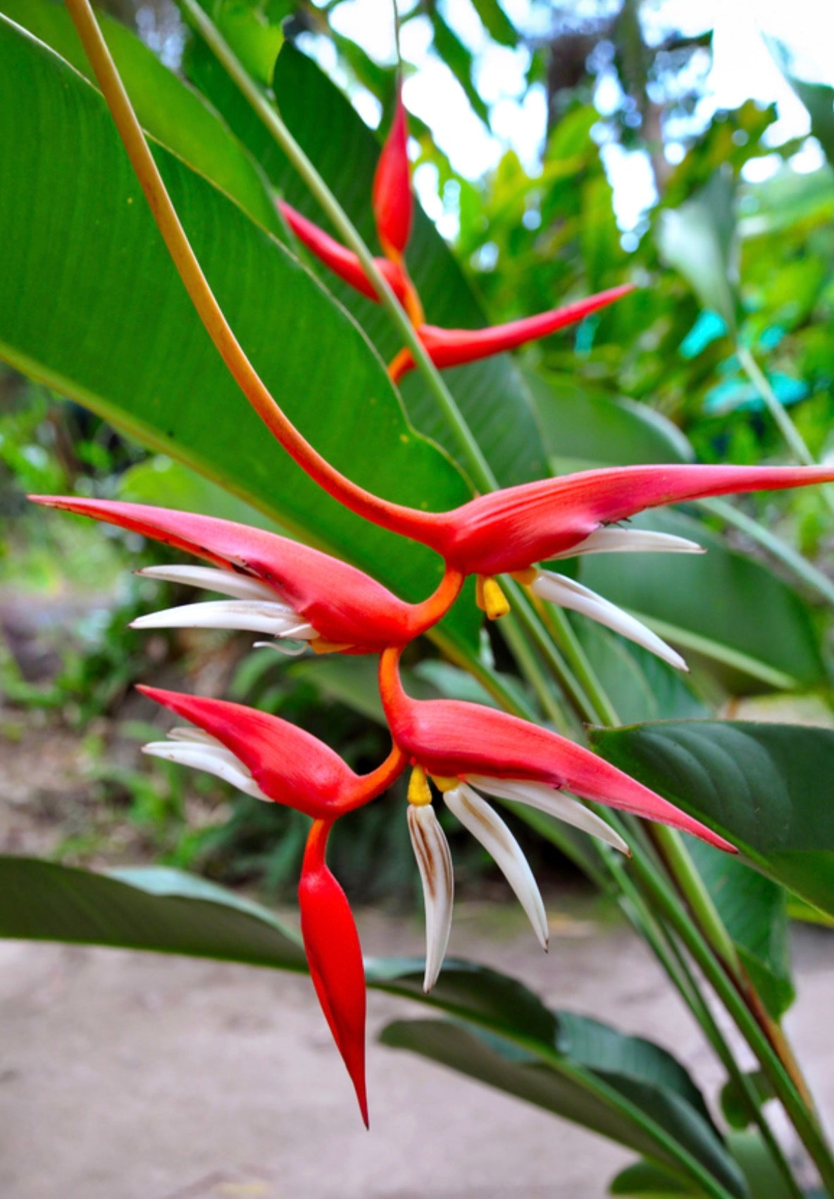 Heliconia Papsiana