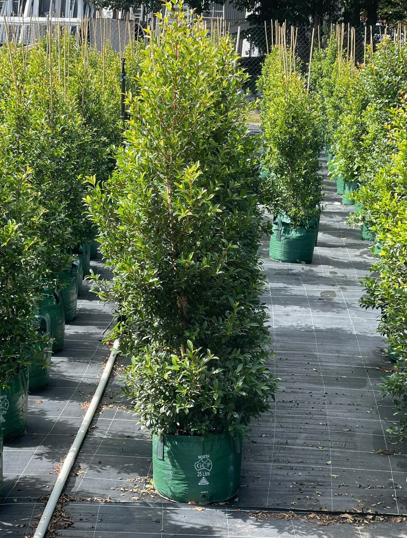 Lilly Pilly | Syzygium Australe Resilience