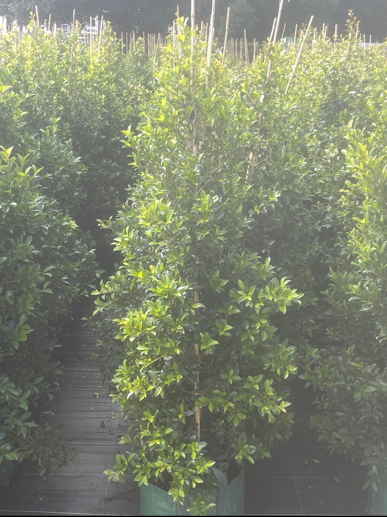 Lilly Pilly | Syzygium Australe Resilience