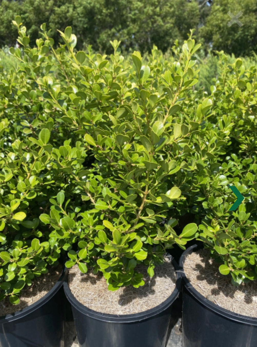 Buxus microphylla japonica Japanese Box