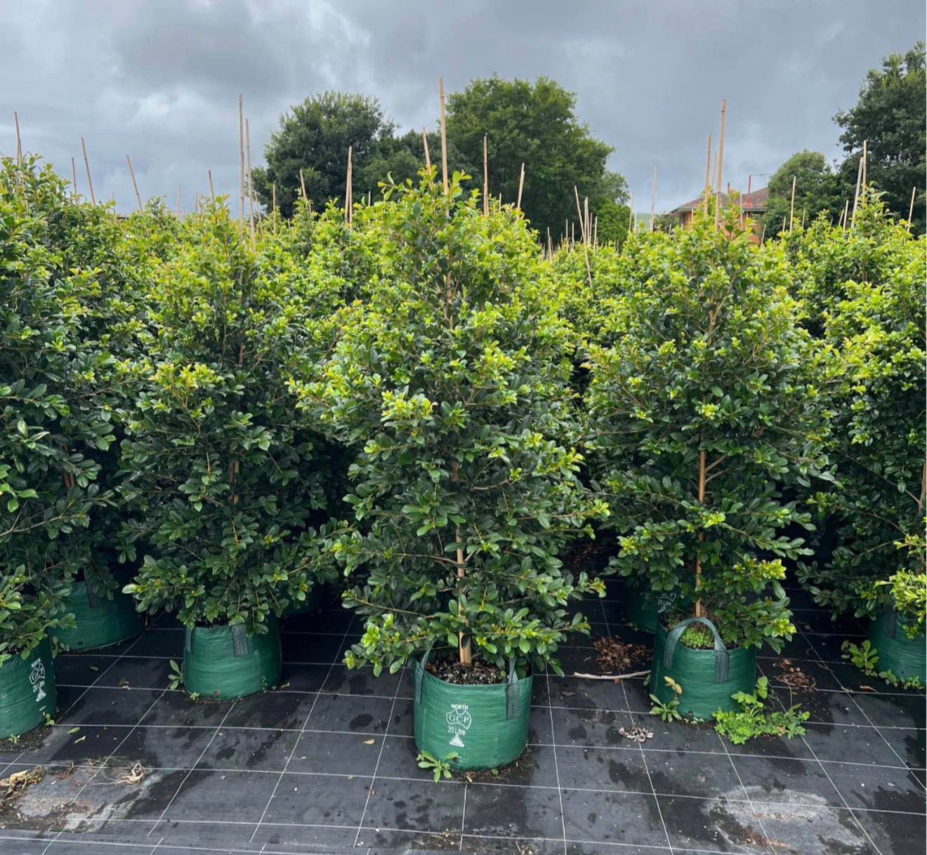 Lilly Pilly | Syzygium Australe Resilience