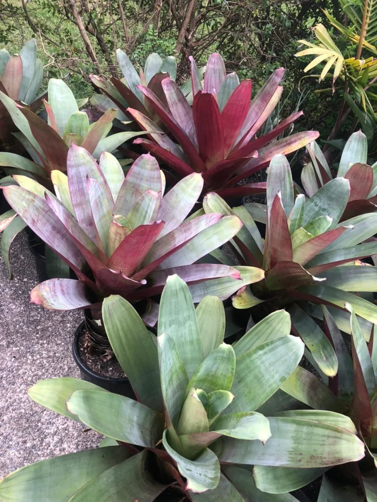 Giant Bromeliad | Alcantarea imperialis ‘Silver Plum’