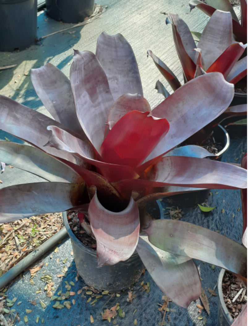 Giant Bromeliad | Alcantarea imperialis ‘Silver Plum’