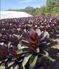Giant Bromeliad | Alcantarea imperialis ‘Silver Plum’