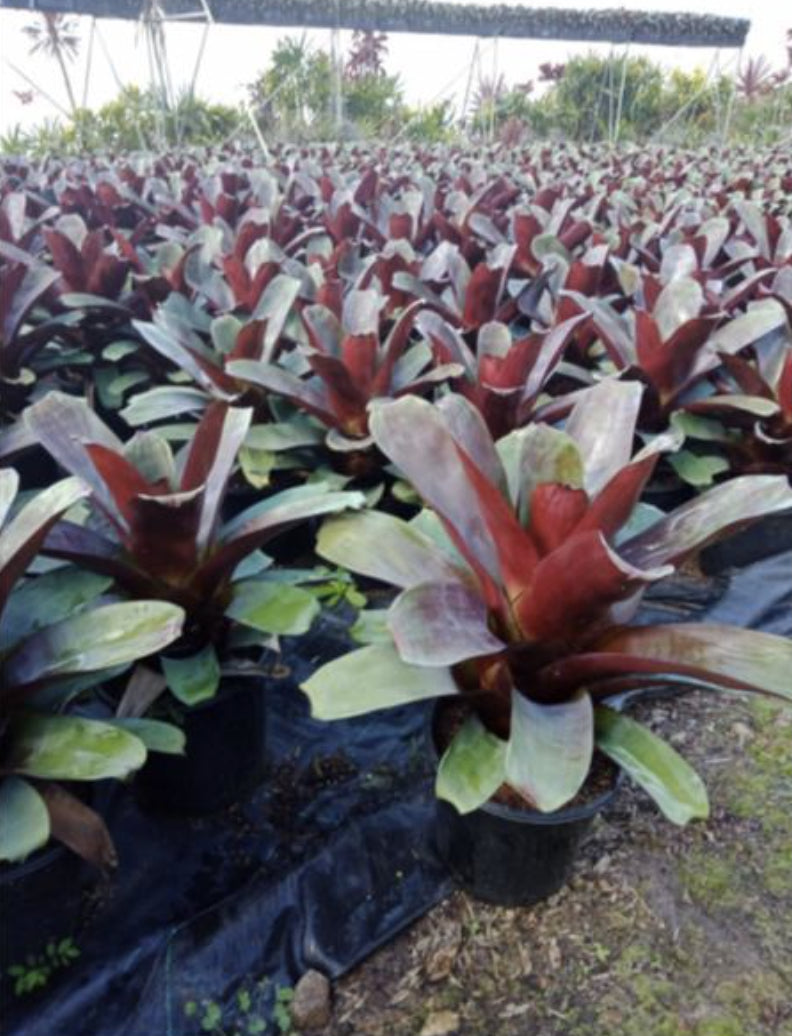 Giant Bromeliad | Alcantarea imperialis ‘Silver Plum’
