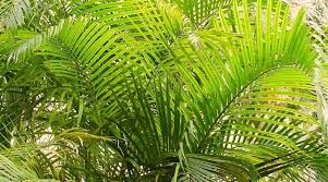 Golden Cane Palm | Dypsis Lutescens