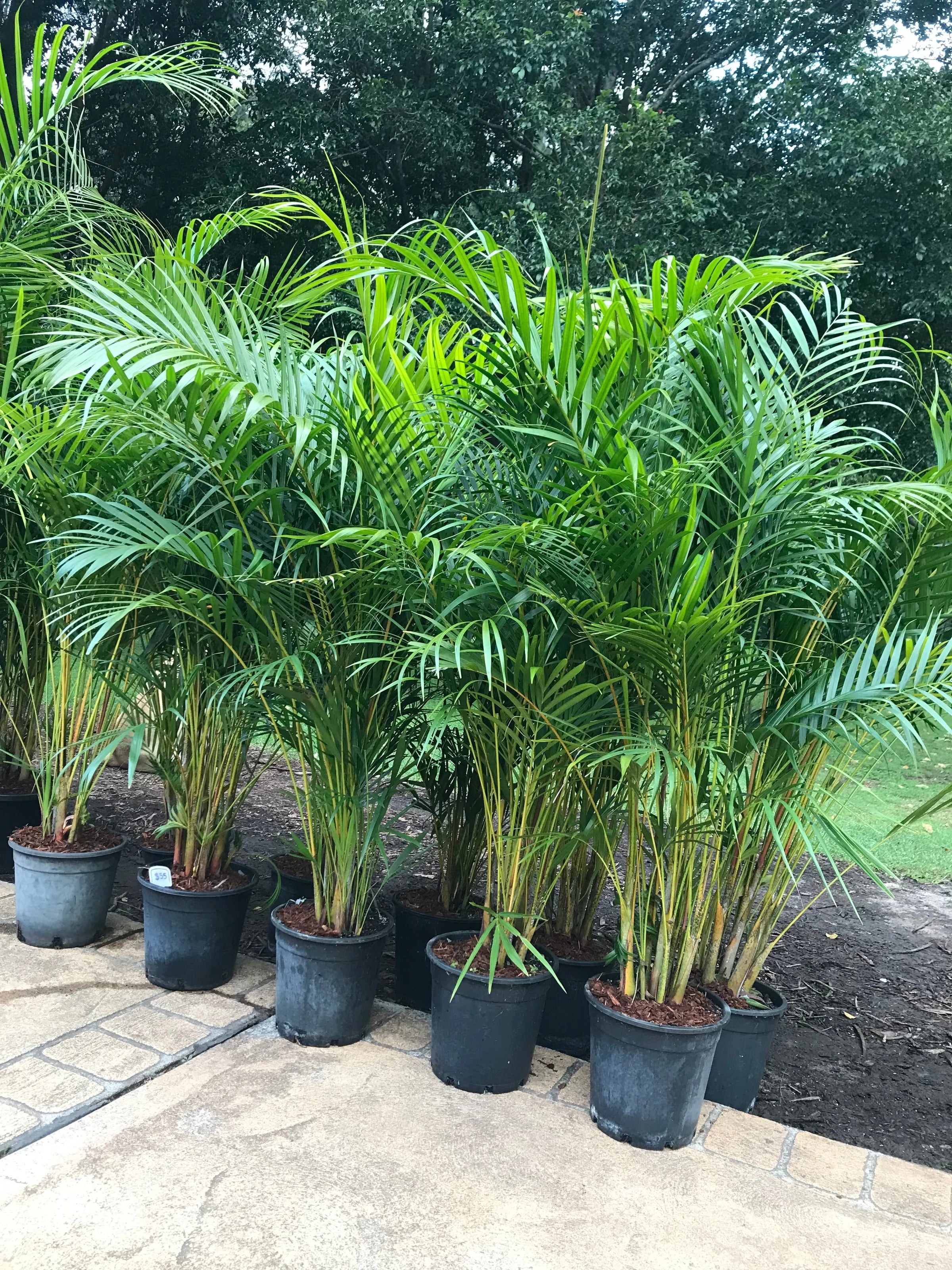 Golden Cane Palm | Dypsis Lutescens