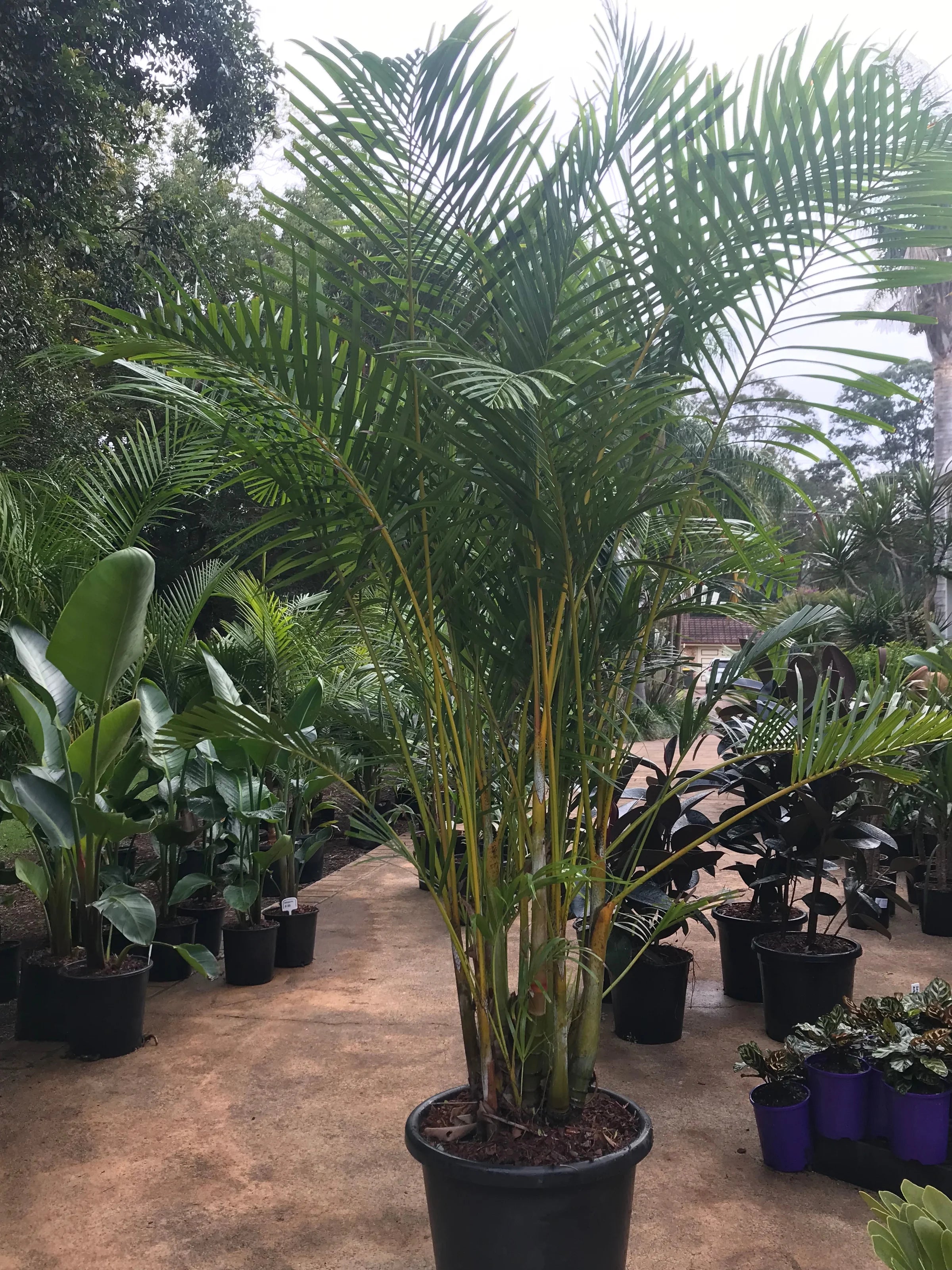 Golden Cane Palm | Dypsis Lutescens