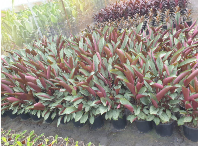 Grey Star | Ctenanthe setosa