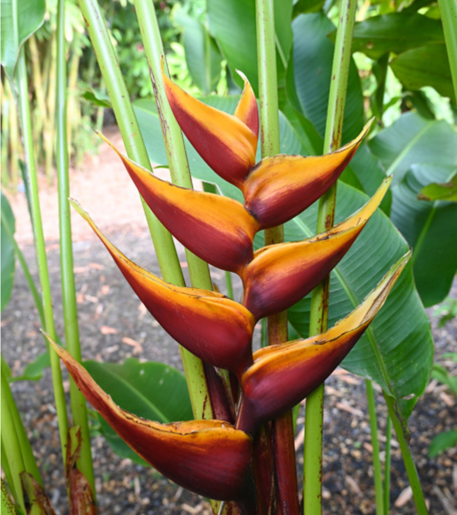 Heliconia Banana Split