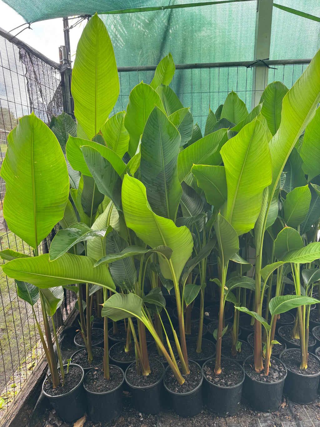 Heliconia Black Cherry