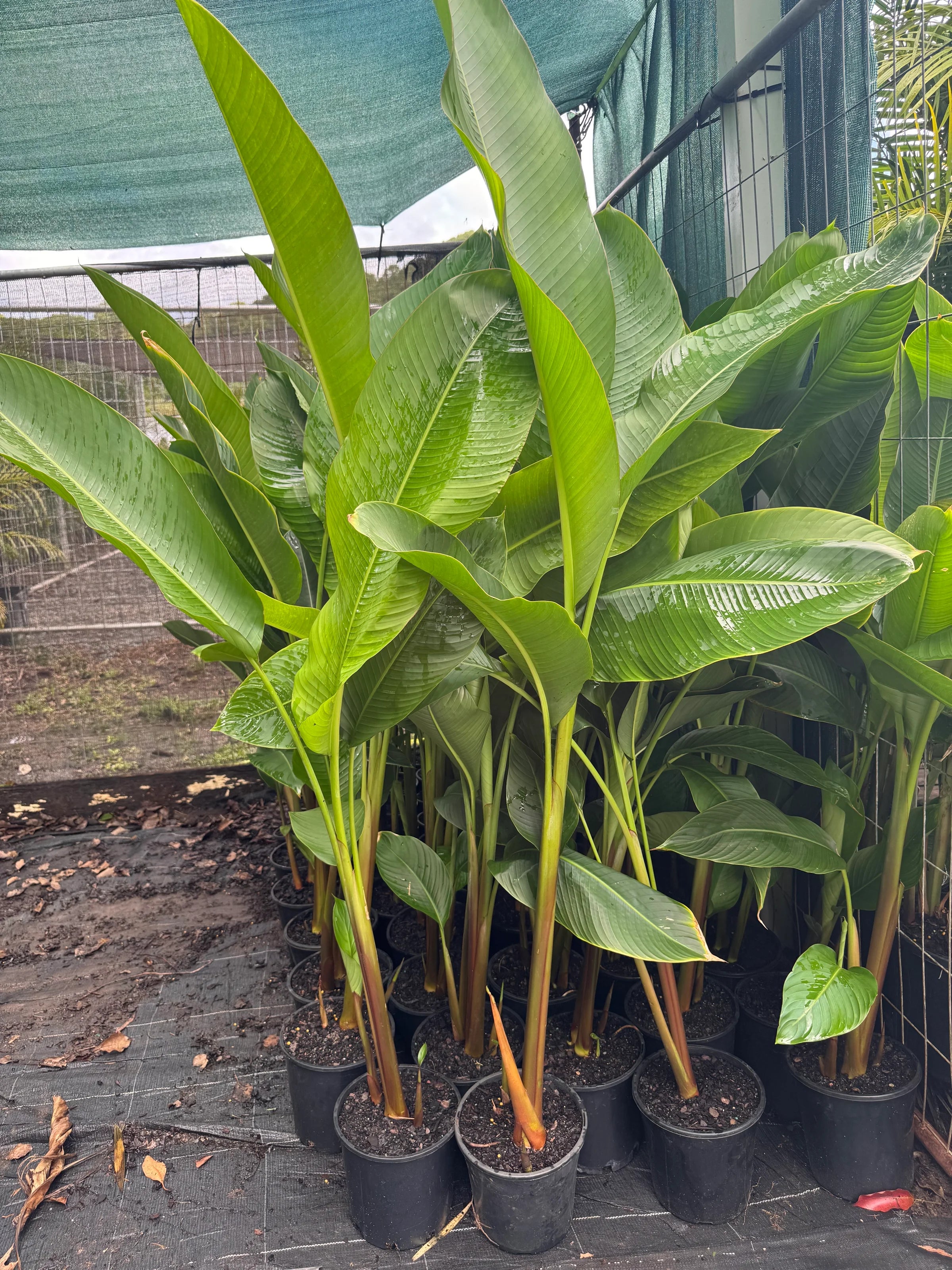 Heliconia Black Cherry