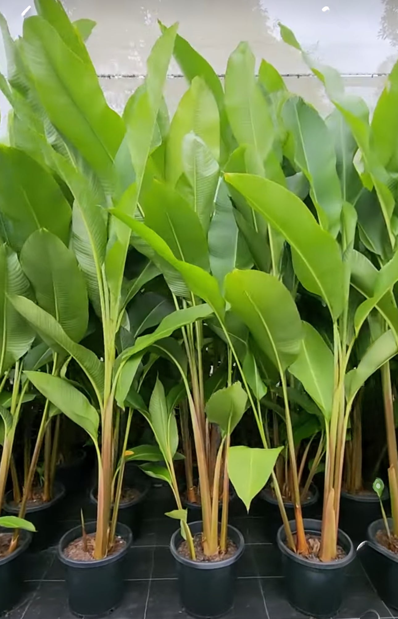 Heliconia Black Cherry