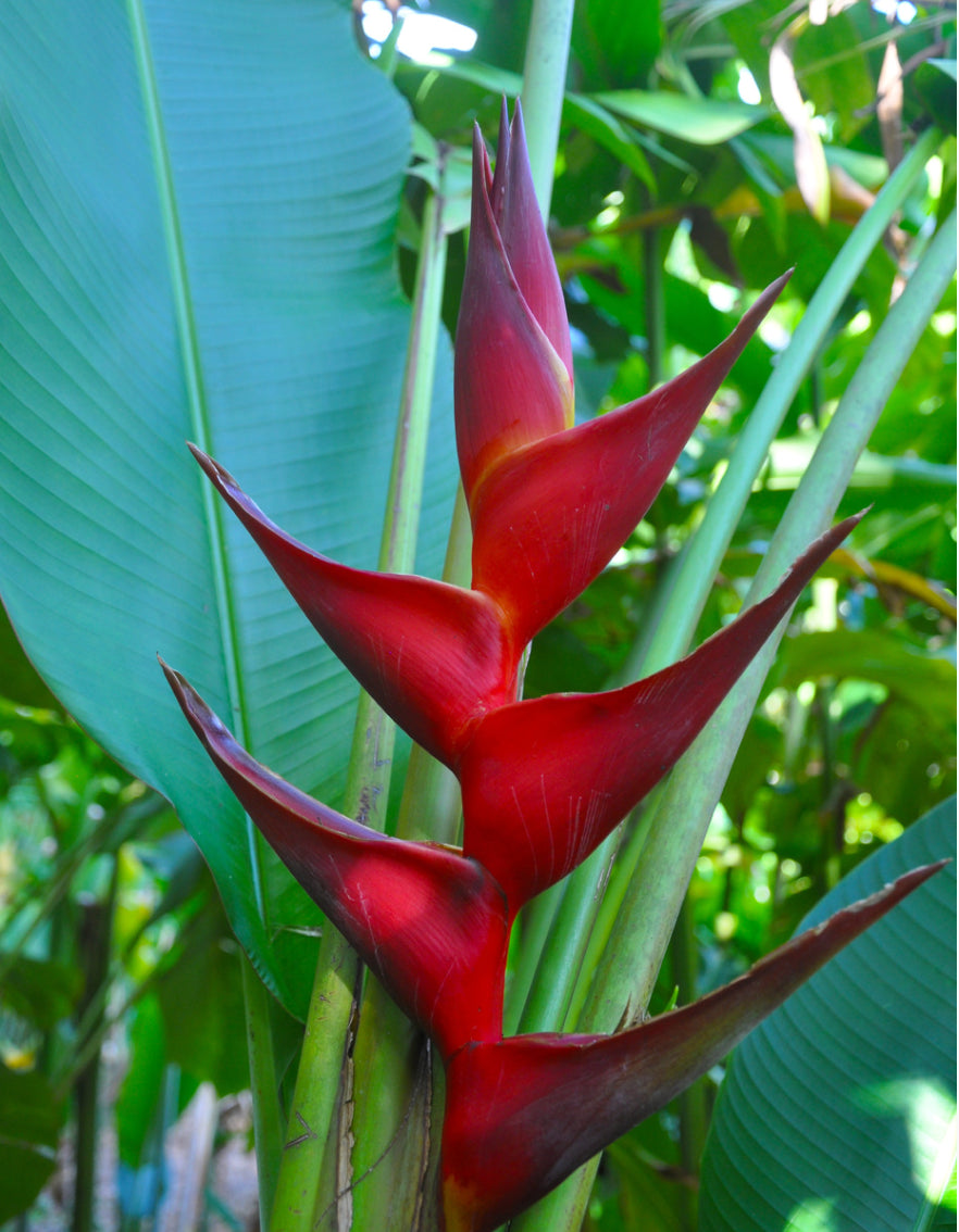 Heliconia Black Cherry